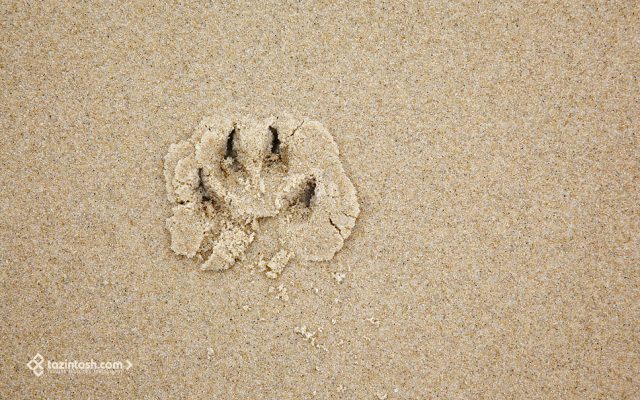 Fond d'&eacute;cran &bull; Empreinte de chien