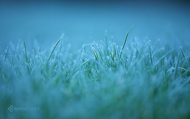 Fond d'&eacute;cran &bull; Matin gel&eacute;