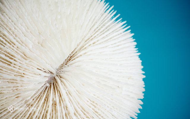 Fond d'&eacute;cran &bull; Corail