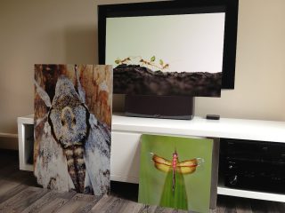 Exposition &laquo;&nbsp;Petits et Petits, les insectes&nbsp;&raquo; M&eacute;diath&egrave;que Jacques Duhamel 