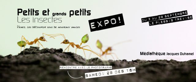 Exposition &laquo;&nbsp;Petits et Petits, les insectes&nbsp;&raquo;