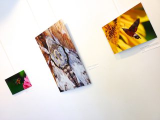 Exposition &laquo;&nbsp;Petits et Petits, les insectes&nbsp;&raquo; M&eacute;diath&egrave;que Jacques Duhamel 