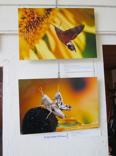 Exposition « Petits et Petits, les insectes » Médiathèque de Rieumesl Exposition « Petits et Petits, les insectes » Médiathèque de Rieumesl