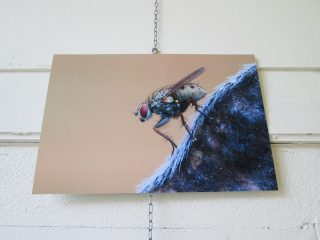 Exposition « Petits et Petits, les insectes » Médiathèque de Rieumesl Exposition « Petits et Petits, les insectes » Médiathèque de Rieumesl