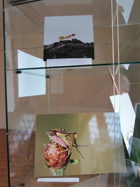 Exposition « Petits et Petits, les insectes » Médiathèque de Rieumesl Exposition « Petits et Petits, les insectes » Médiathèque de Rieumesl