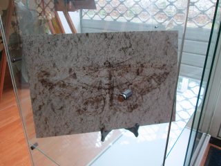 Exposition « Petits et Petits, les insectes » Médiathèque de Rieumesl Exposition « Petits et Petits, les insectes » Médiathèque de Rieumesl