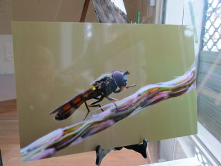 Exposition « Petits et Petits, les insectes » Médiathèque de Rieumesl Exposition « Petits et Petits, les insectes » Médiathèque de Rieumesl