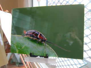 Exposition « Petits et Petits, les insectes » Médiathèque de Rieumesl Exposition « Petits et Petits, les insectes » Médiathèque de Rieumesl
