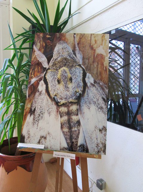 Exposition « Petits et Petits, les insectes » Médiathèque de Rieumesl Exposition « Petits et Petits, les insectes » Médiathèque de Rieumesl