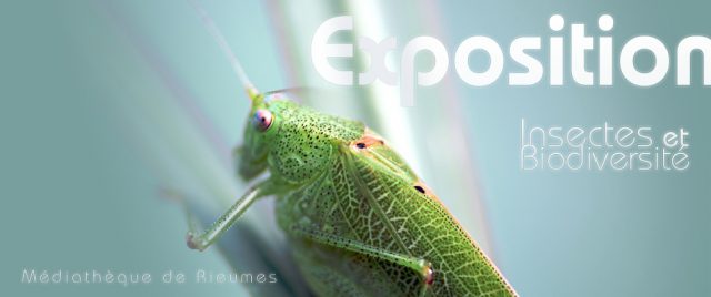 Exposition Insectes et Biodiversit&eacute; &agrave; la m&eacute;diath&egrave;que de Rieumes