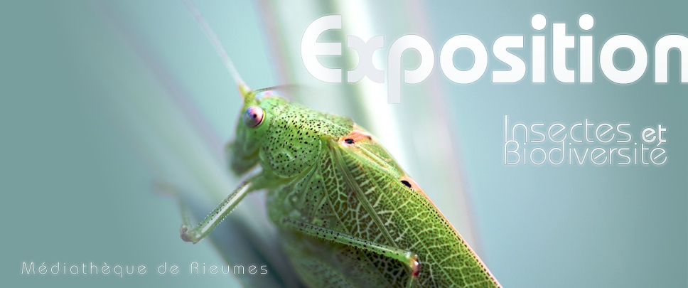 Exposition Insectes et Biodiversit&eacute;, m&eacute;diath&egrave;que de Rieumes