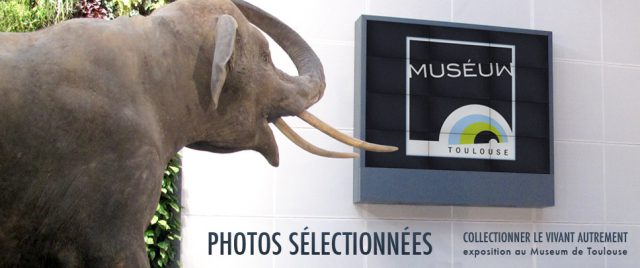 Photos sur grand &eacute;cran au Mus&eacute;um d'Histoire Naturelle de Toulouse
