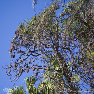 Roussette &agrave; t&ecirc;te grise - Pteropus poliocephalus 