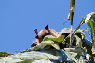 Roussette &agrave; t&ecirc;te grise - Pteropus poliocephalus 