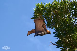 Roussette &agrave; t&ecirc;te grise - Pteropus poliocephalus 