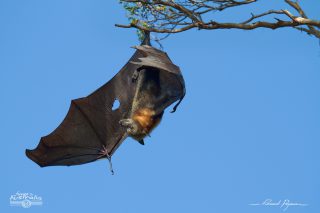 Roussette &agrave; t&ecirc;te grise - Pteropus poliocephalus 