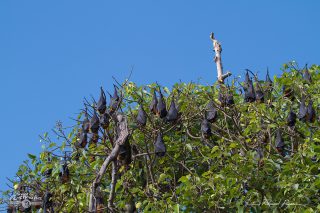 Roussette &agrave; t&ecirc;te grise - Pteropus poliocephalus 
