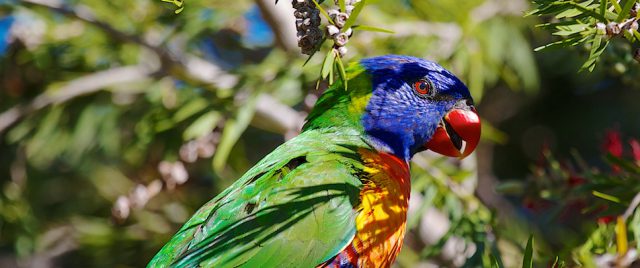 Loriquet &agrave; t&ecirc;te bleue / Trichoglossus haematodus