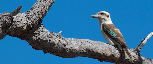 Martin-chasseur g&eacute;ant / Dacelo novaeguineae