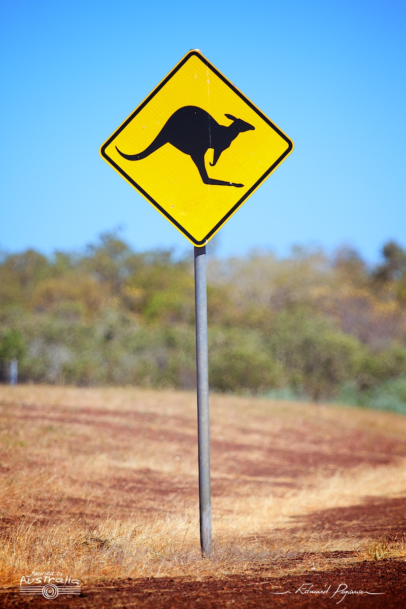 Travers&eacute;e de kangourou&hellip;