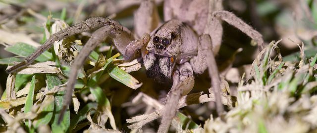 Araign&eacute;e-loup / Lycosa ZZ567 NSW