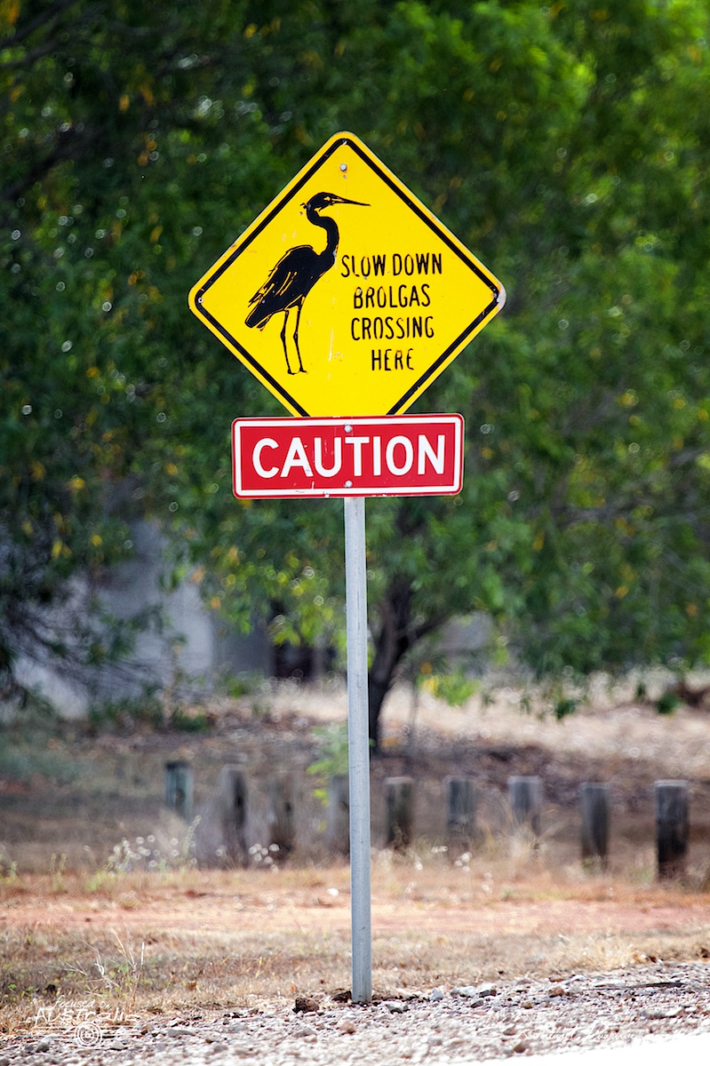 Pr&eacute;sence de grues brolga
