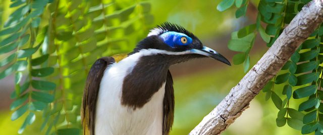M&eacute;liphage &agrave; oreillons bleus / Entomyzon cyanotis