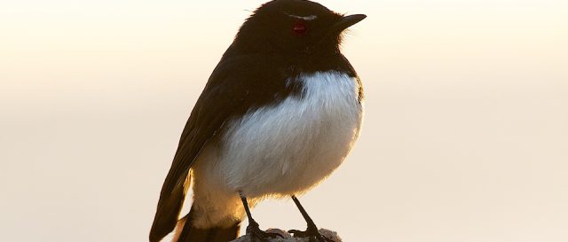 Rhipidure hochequeue / Rhipidura leucophrys