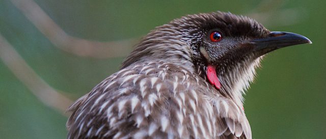 M&eacute;liphage barbe-rouge / Anthochaera carunculata