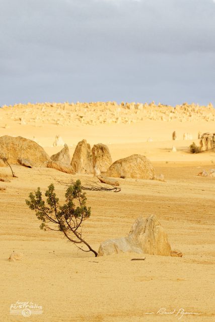 D&eacute;sert des Pinacles 