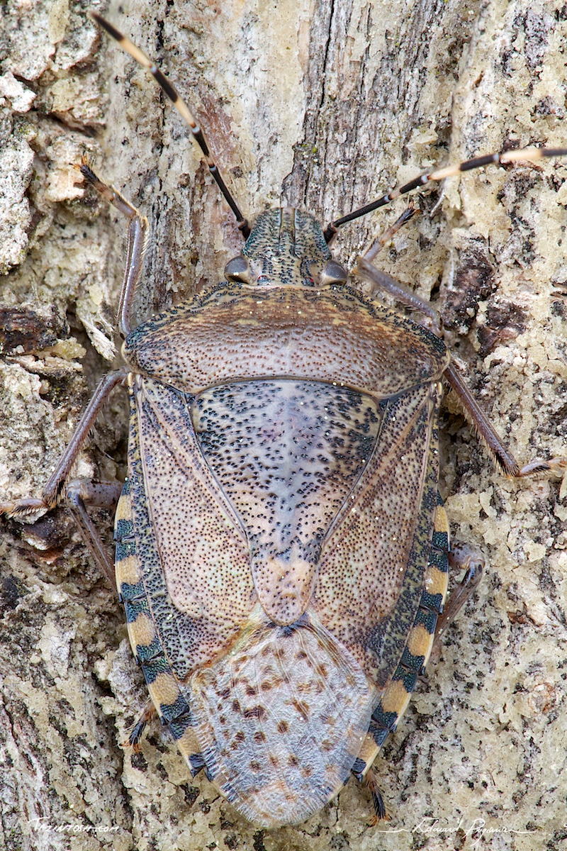 R&eacute;sultat de l'empilement