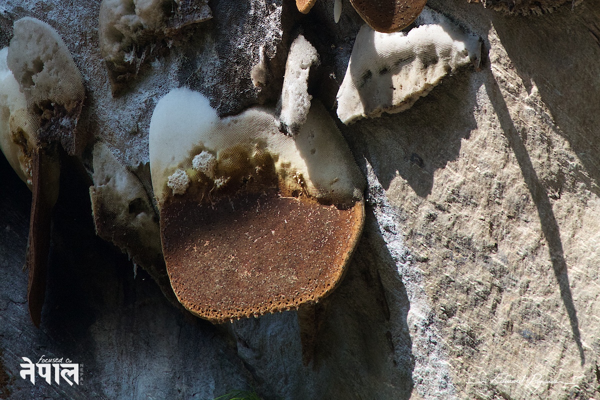 Canon EF 100-400mm &fnof;/4.5-5.6L IS USM @400&nbsp;mm (640&nbsp;mm sur 7D)   Crop