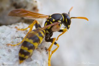 Gu&ecirc;pe poliste - Polistes dominula 