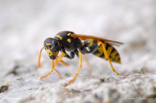 Gu&ecirc;pe poliste - Polistes dominula 