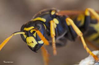 Gu&ecirc;pe poliste - Polistes dominula 