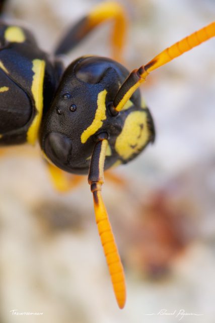 Gu&ecirc;pe poliste - Polistes dominula 