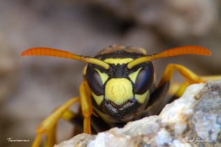 Gu&ecirc;pe poliste - Polistes dominula 
