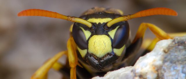 Gu&ecirc;pe poliste / Polistes dominula