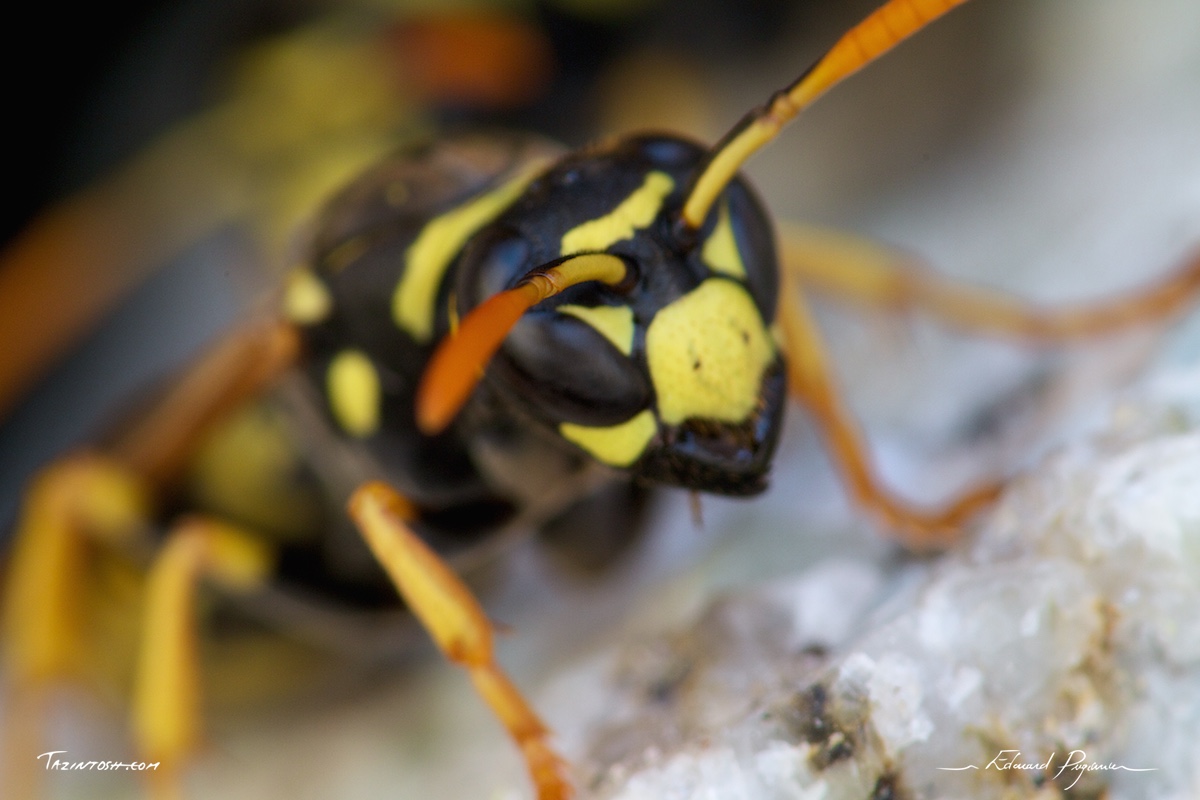 Gu&ecirc;pe poliste - Polistes dominula | European paper wasp