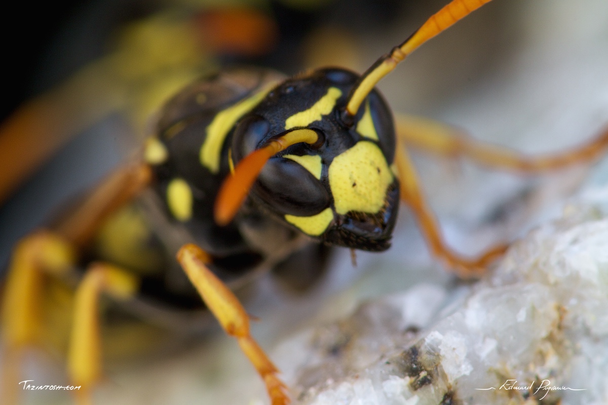 Gu&ecirc;pe poliste - Polistes dominula | European paper wasp
