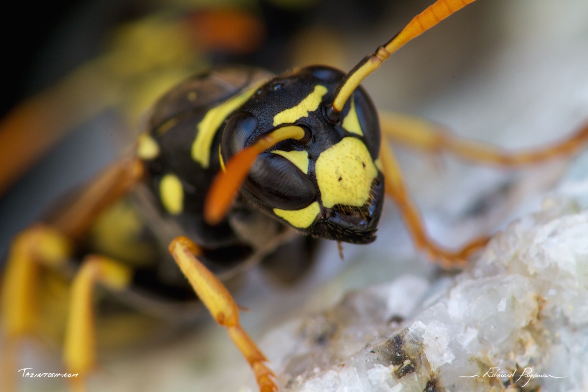 Gu&ecirc;pe poliste - Polistes dominula | European paper wasp