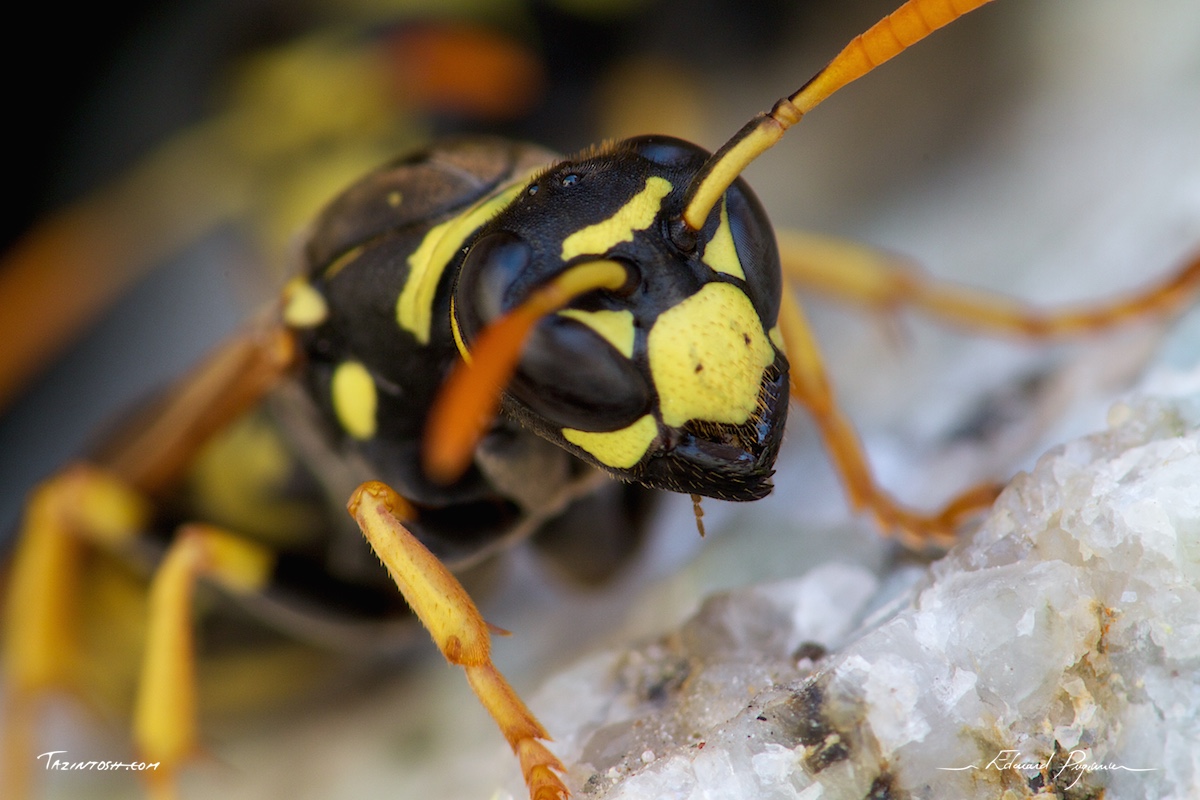 Gu&ecirc;pe poliste - Polistes dominula | European paper wasp