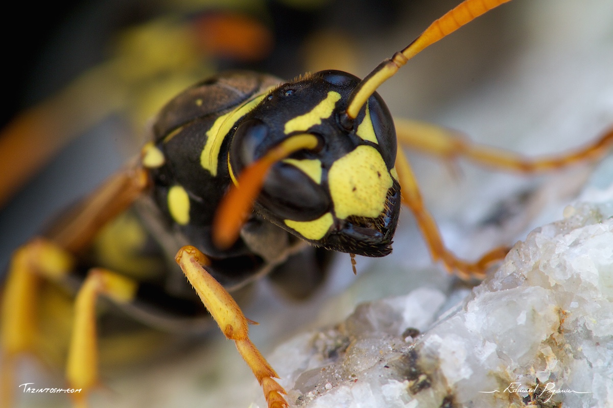 Gu&ecirc;pe poliste - Polistes dominula | European paper wasp