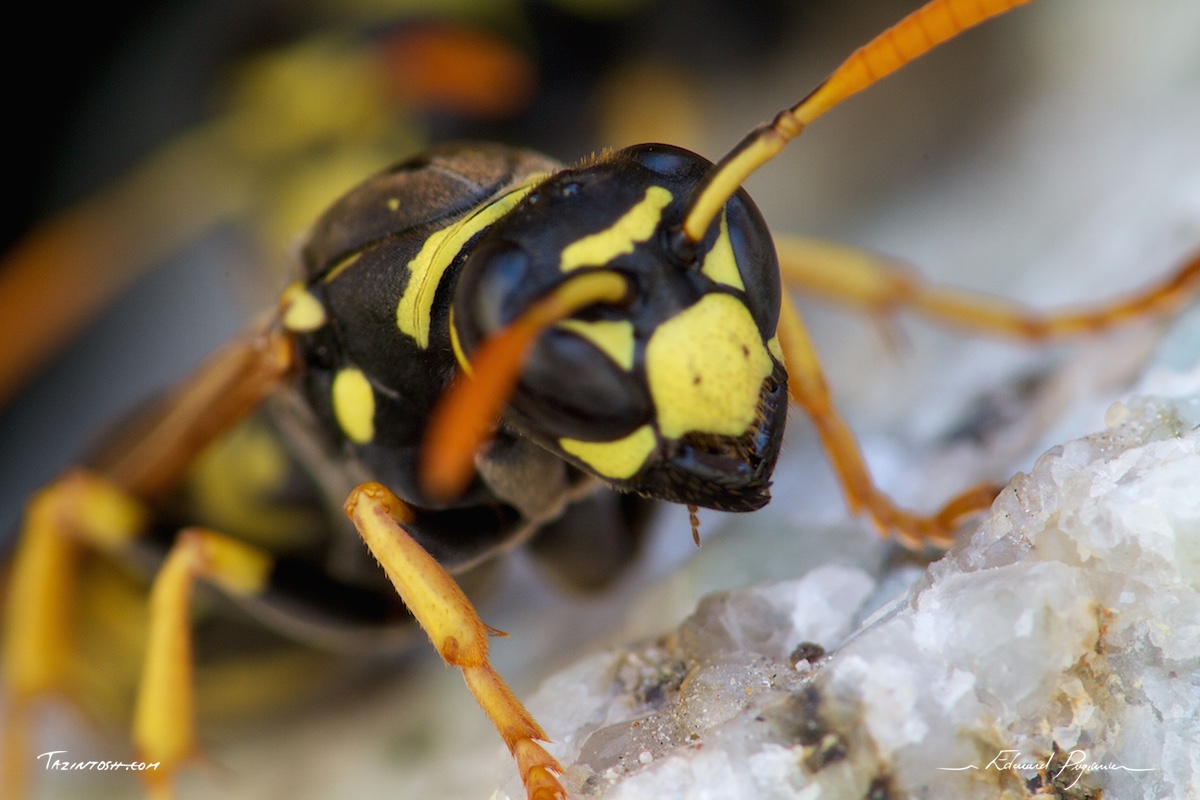 Gu&ecirc;pe poliste - Polistes dominula | European paper wasp