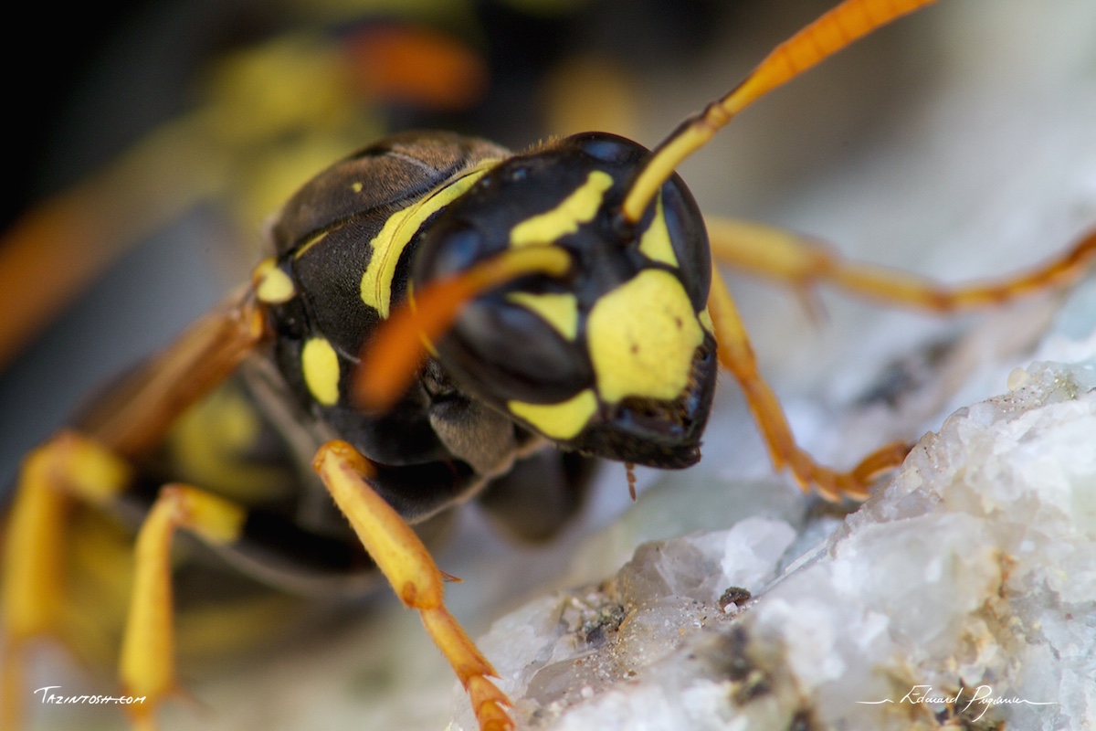 Gu&ecirc;pe poliste - Polistes dominula | European paper wasp