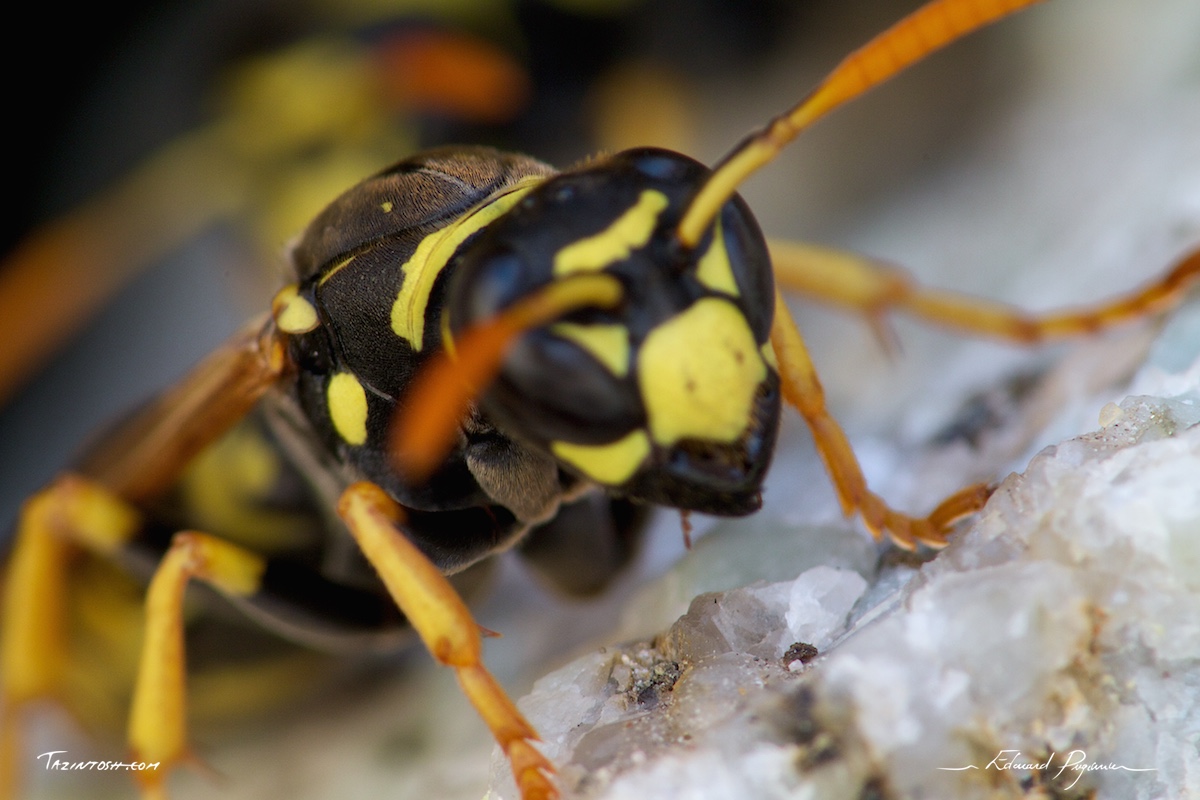 Gu&ecirc;pe poliste - Polistes dominula | European paper wasp