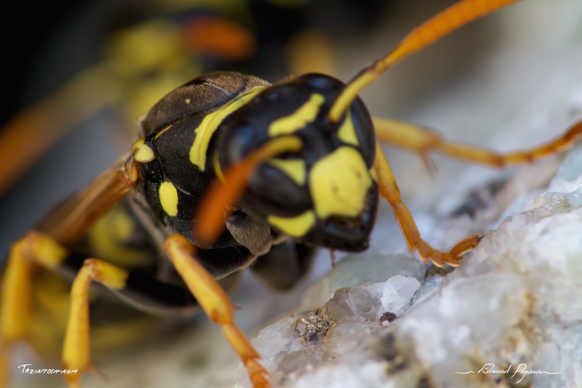 Gu&ecirc;pe poliste - Polistes dominula | European paper wasp