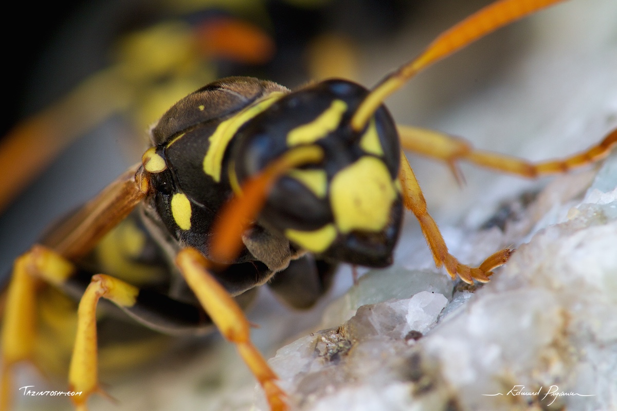 Gu&ecirc;pe poliste - Polistes dominula | European paper wasp