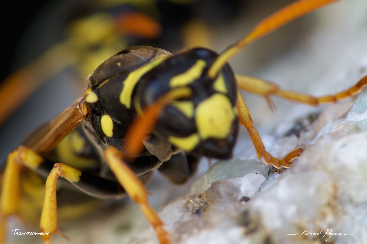 Gu&ecirc;pe poliste - Polistes dominula | European paper wasp