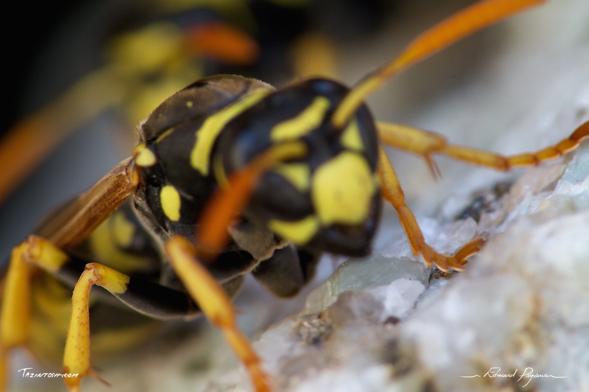 Gu&ecirc;pe poliste - Polistes dominula | European paper wasp